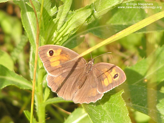 Maniola jurtina