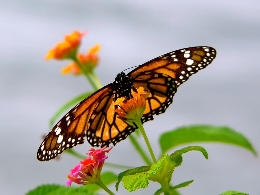 Monarch butterfly (Danaus plexippus)