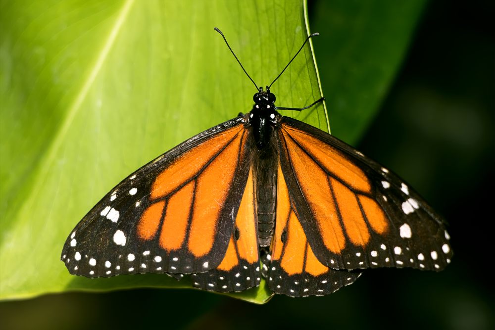 Monarch butterfly (Danaus plexippus)