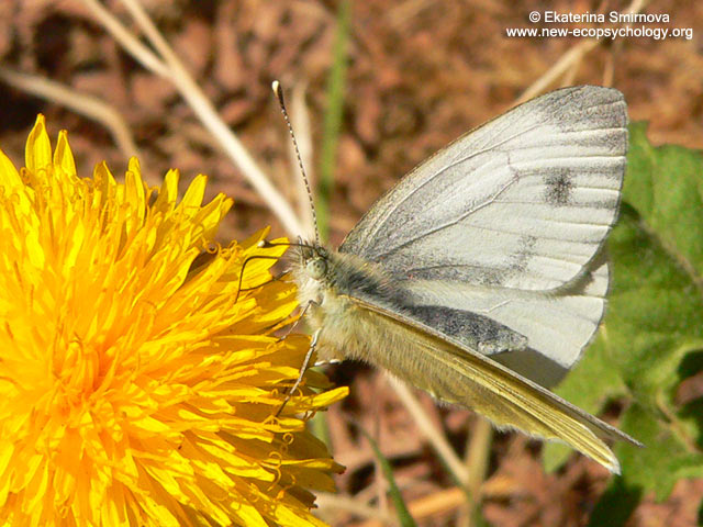 Pieris bryoniae