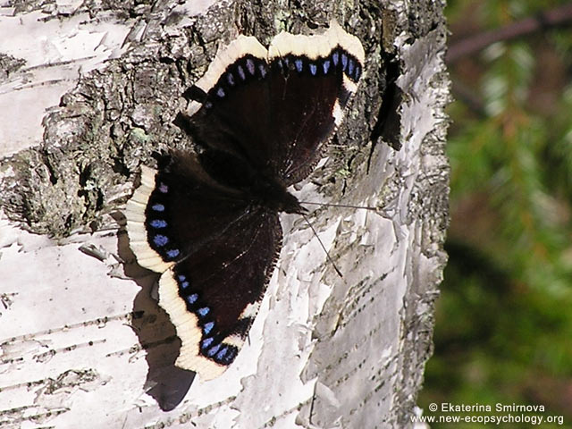 Mourning Cloak (Nymphalis antiopa)