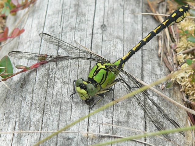 Gonfo serpentino (Ophiogomphus cecilia)