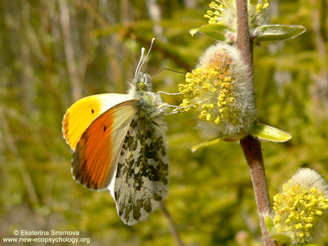 Anthocharis cardamines