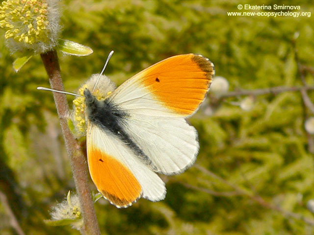 Anthocharis cardamines
