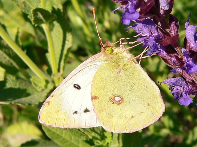 Colias hyale