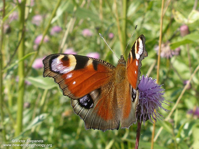 Peacock Butterfly (Inachis io)