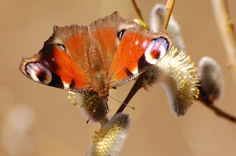 Peacock Butterfly (Inachis io)