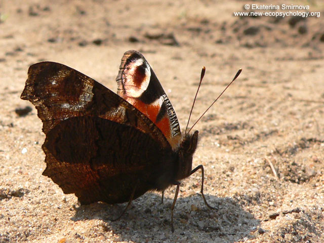 Peacock Butterfly (Inachis io)
