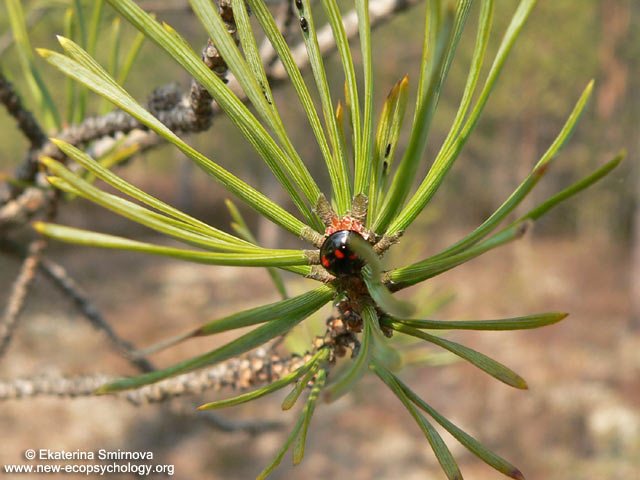 Exochomus quadripustulatus