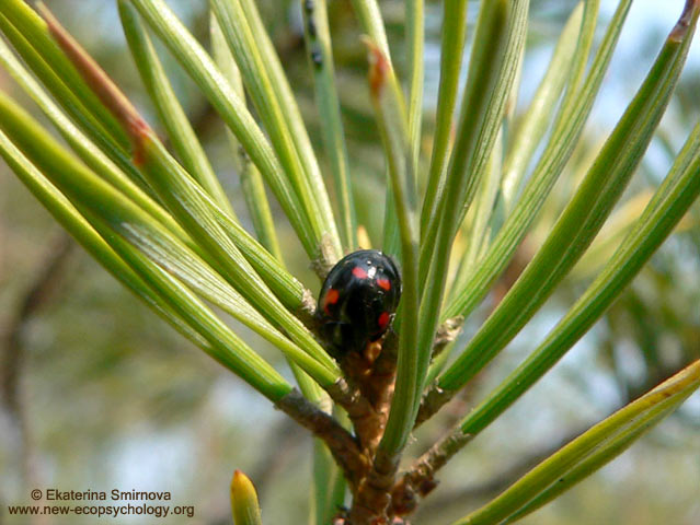 Pine Ladybird (Exochomus quadripustulatus)