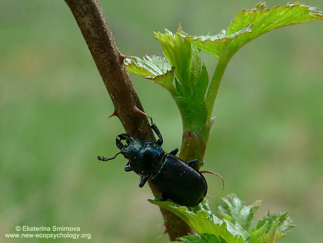 Platycerus caprea