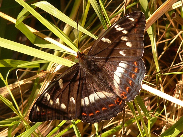 Poplar Admiral (Limenitis populi)