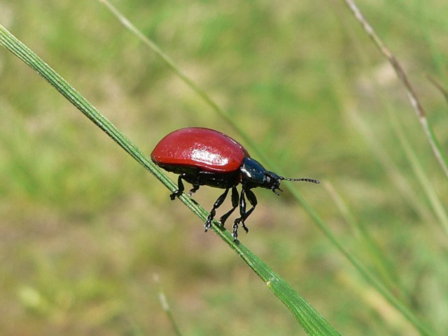 Chrysomela populi