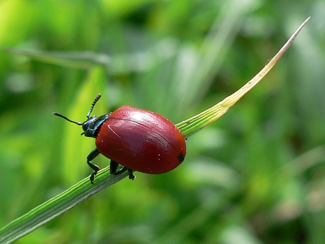 Chrysomela populi