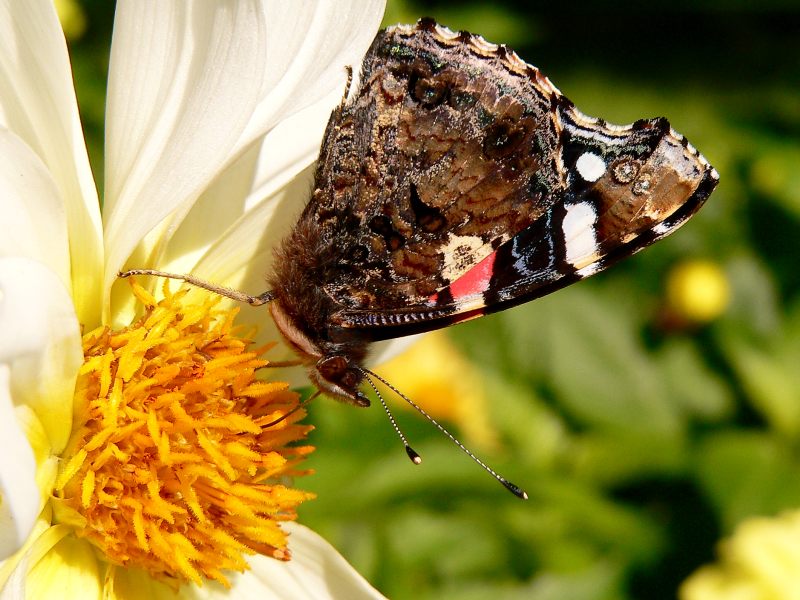 Red Admiral (Vanessa atalanta)