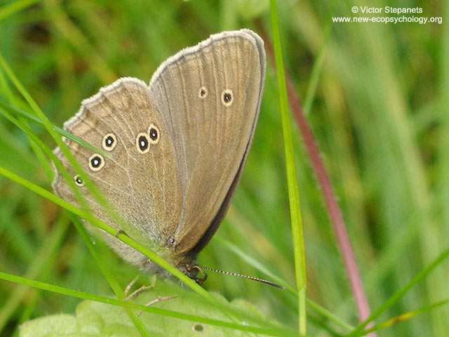 Aphantopus hyperantus