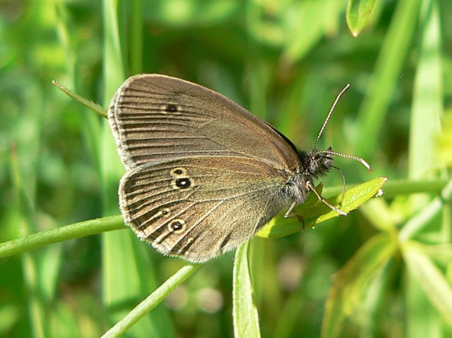 Ringlet (Aphantopus hyperantus)