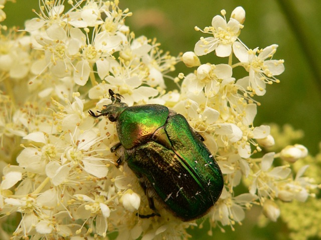 Rose chafer (Cetonia aurata)