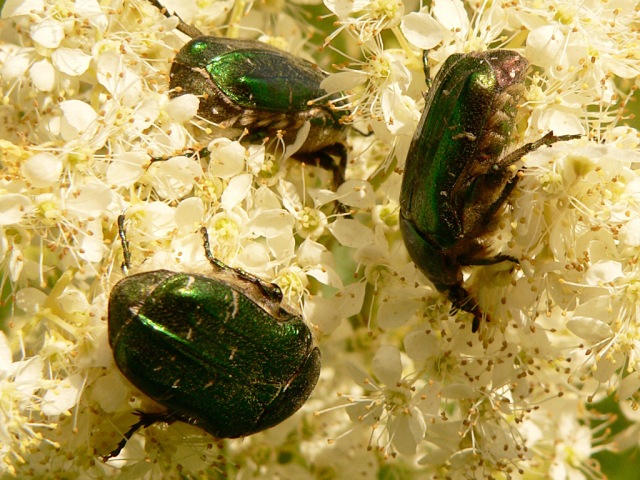 Rose chafer (Cetonia aurata)