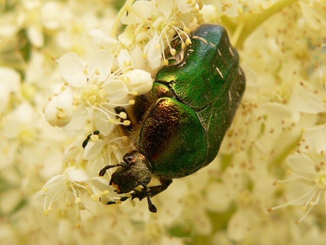 Cetonia dorata (Cetonia aurata)