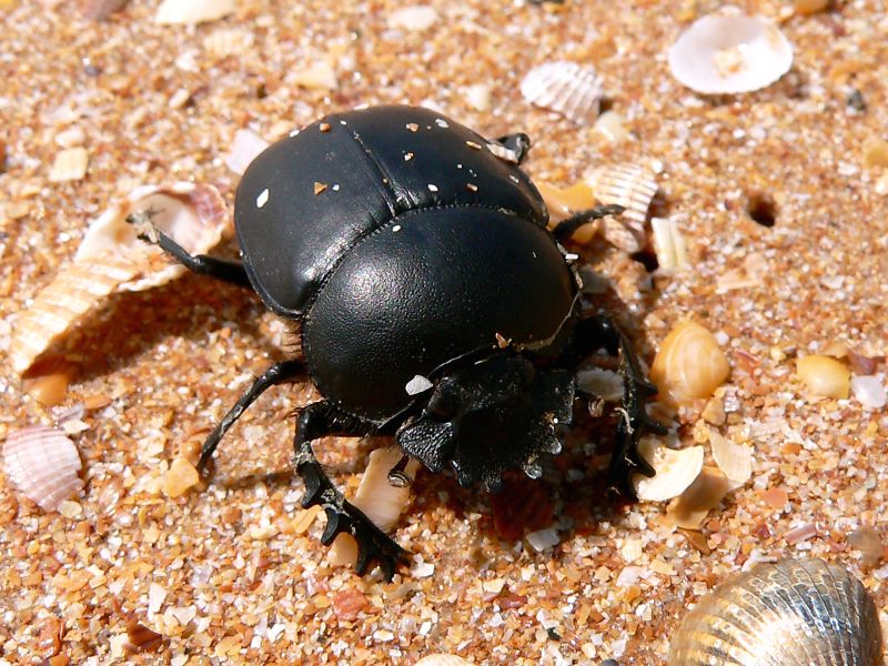 Scarabeo (Scarabaeus typhon)