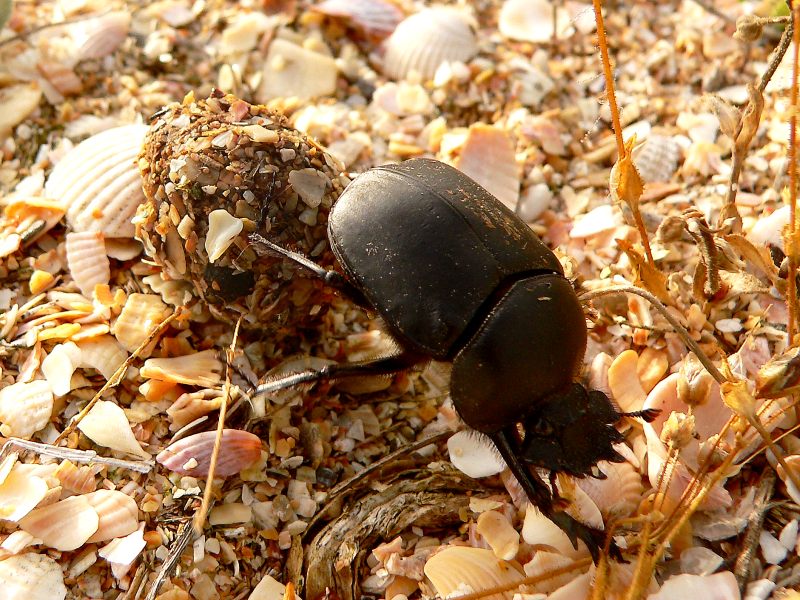 Scarabeo (Scarabaeus typhon)