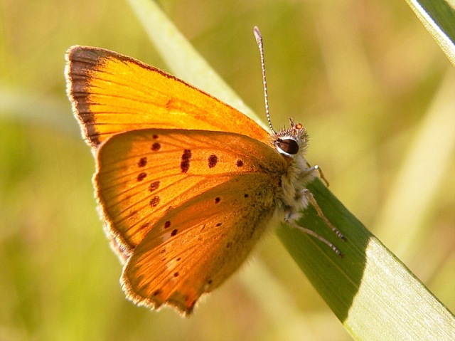 Lycaena virgaureae