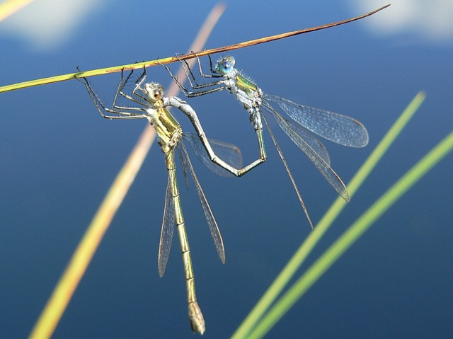 Lestes dryas