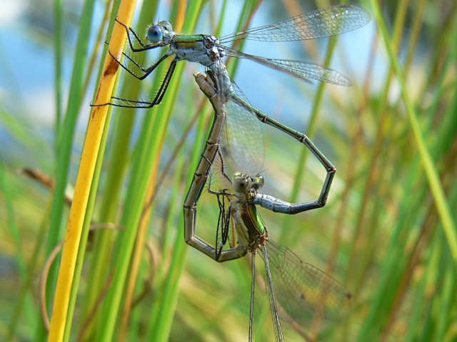 Lestes dryas