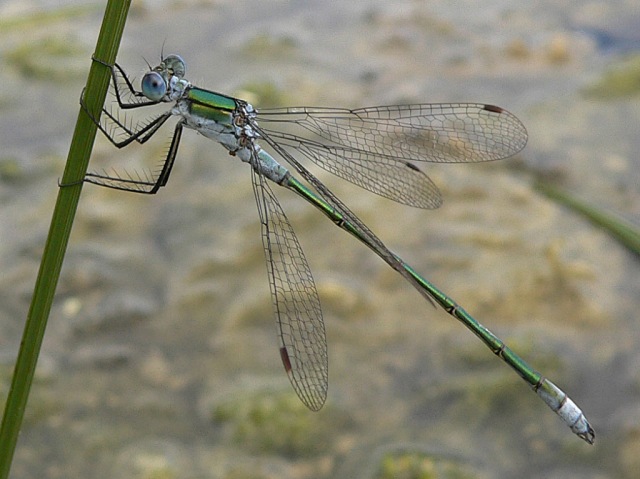 Lestes dryas