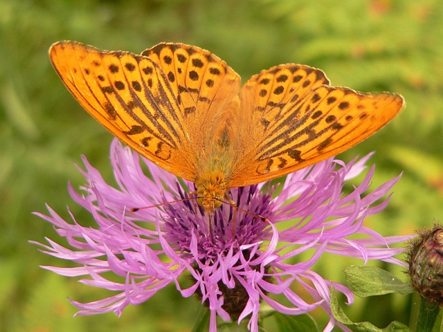 Silver-washed Fritillary (Argynnis paphia)