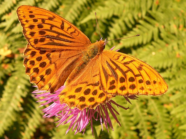 Silver-washed Fritillary (Argynnis paphia)