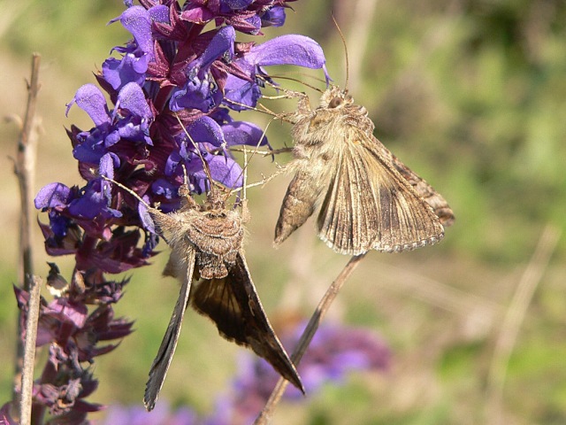 Autographa gamma