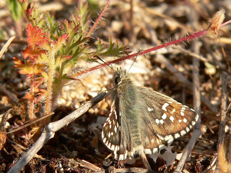 Oberthür's Grizzled Skipper (Pyrgus armoricanus)