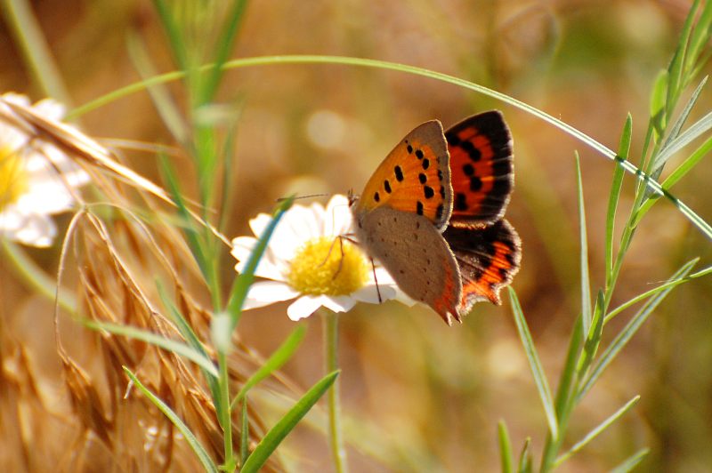 Lycaena phlaeas