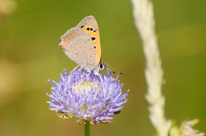 Small Copper (Lycaena phlaeas)