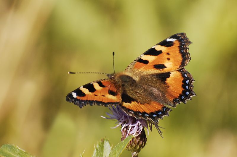 Small Tortoiseshell (Aglais urticae)