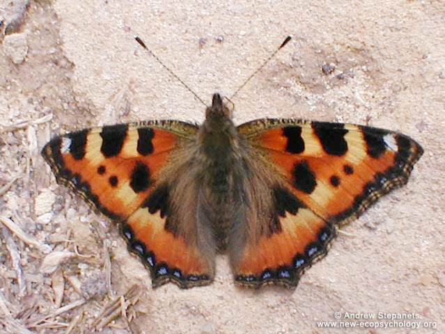 Small Tortoiseshell (Aglais urticae)