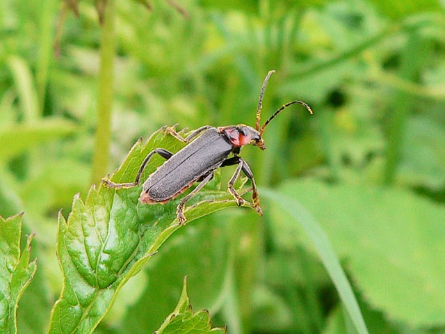 Cantharis fusca