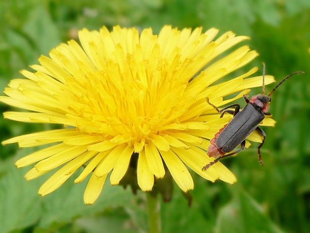 Cantharis fusca