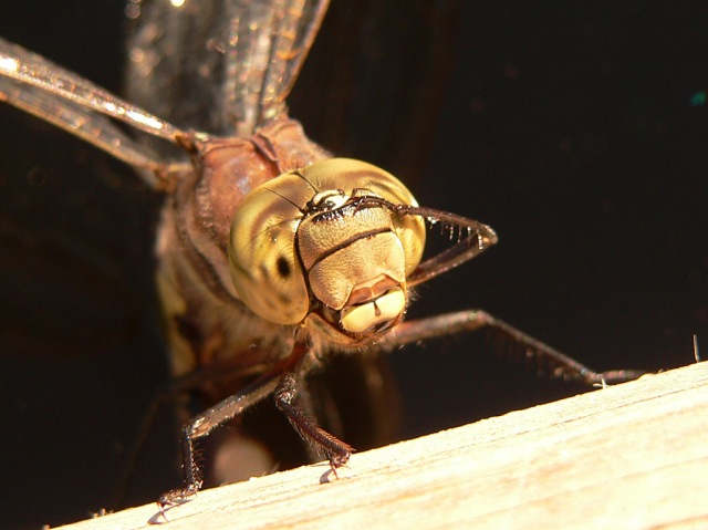 Southern Hawker (Aeshna cyanea)