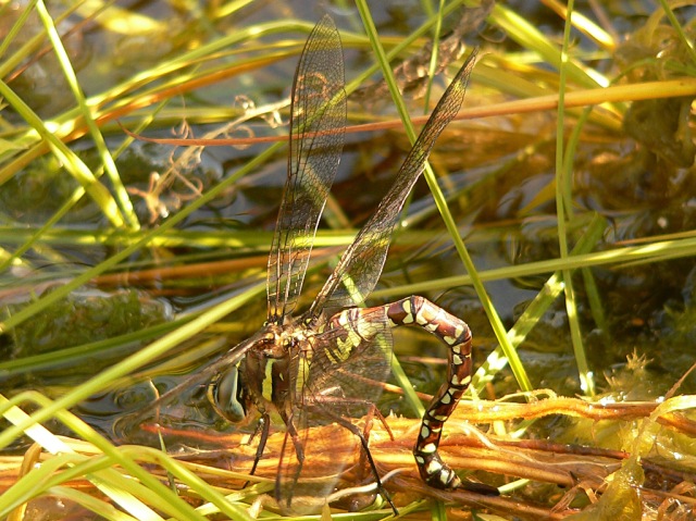 Southern Hawker (Aeshna cyanea)
