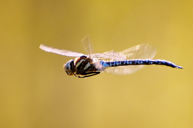 Southern Hawker (Aeshna cyanea)