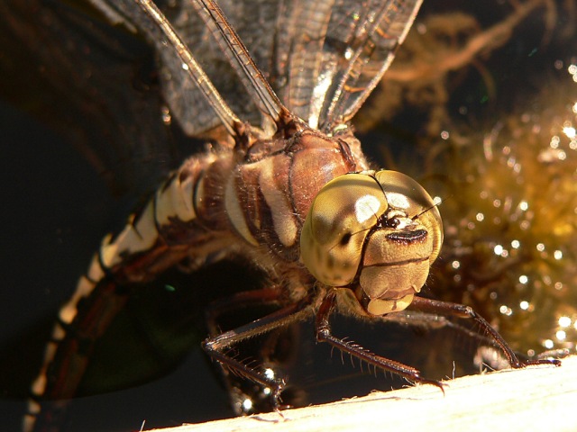 Aeshna cyanea