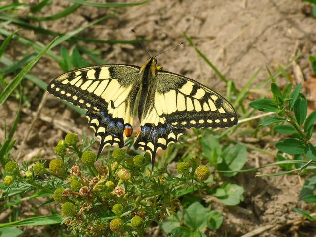 Macaone (Papilio machaon)