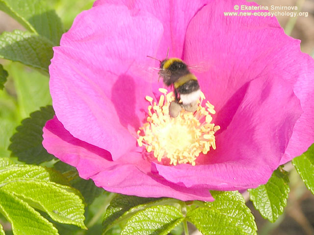 White-tailed Bumblebee (Bombus lucorum)
