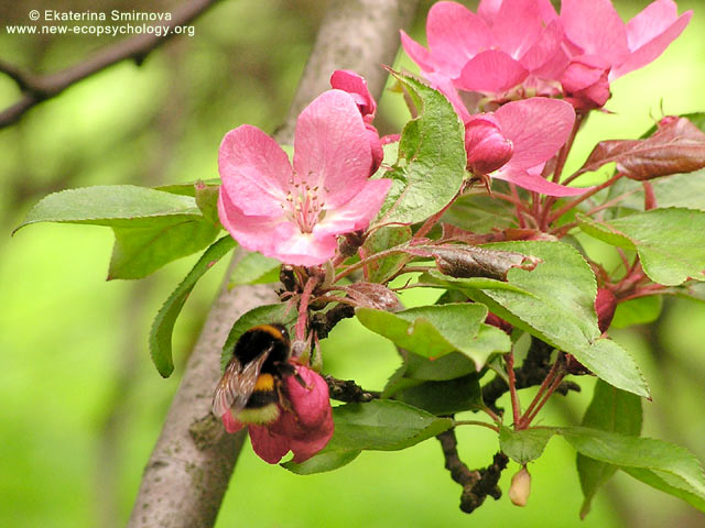 White-tailed Bumblebee (Bombus lucorum)