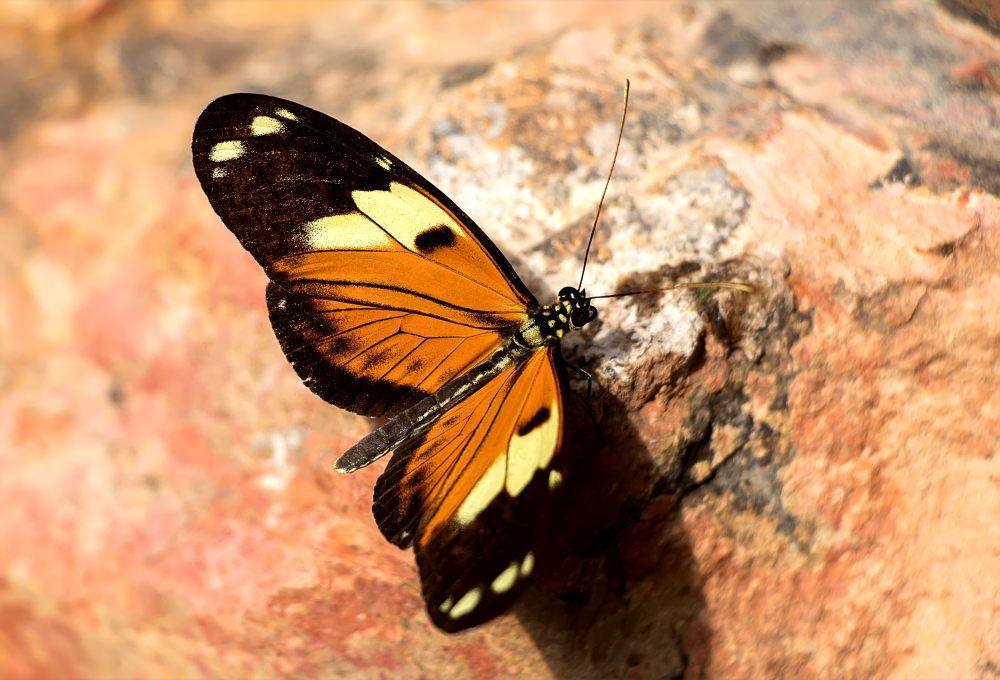 Ismenius tiger (Heliconius ismenius)