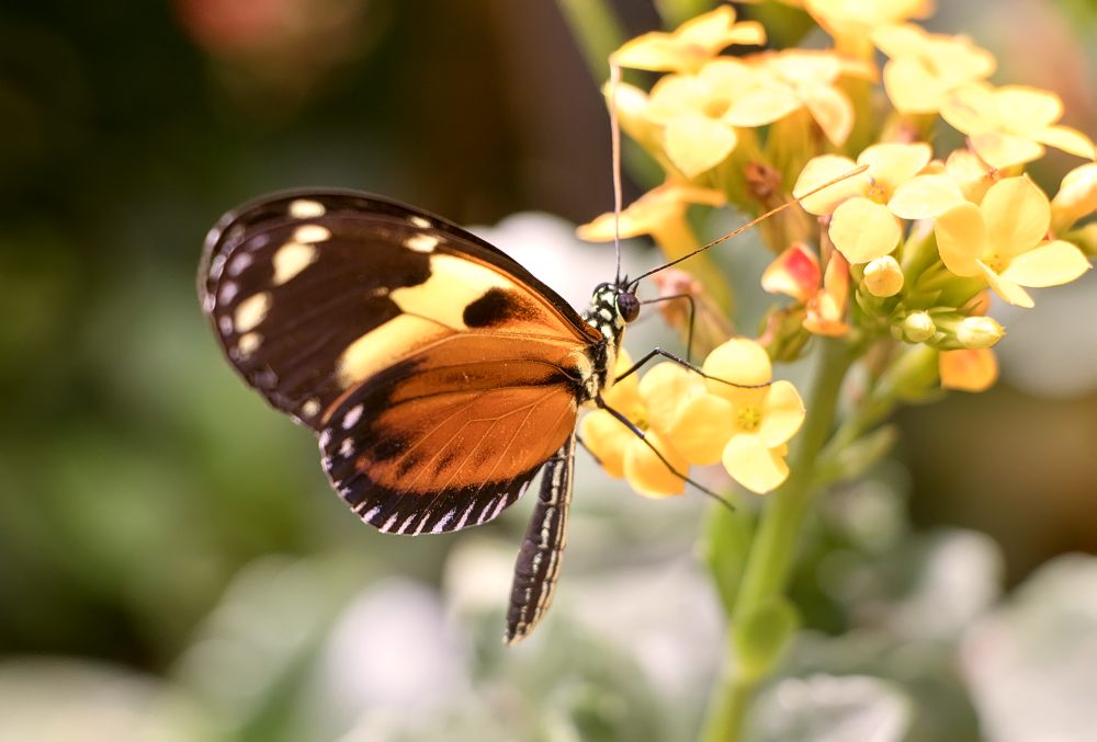 Ismenius tiger (Heliconius ismenius)