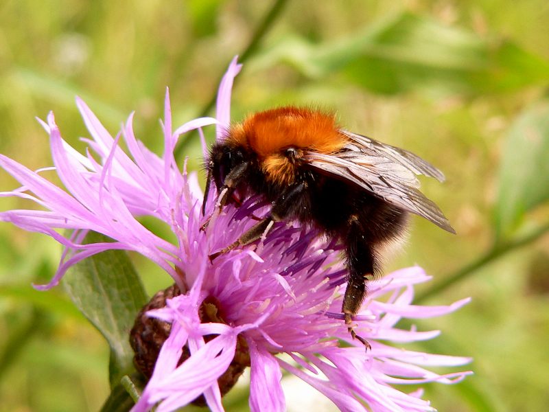 Bombus hypnorum